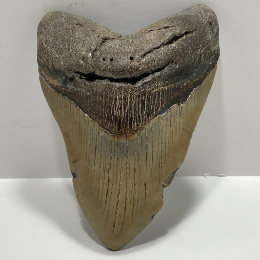 Megalodon Tooth